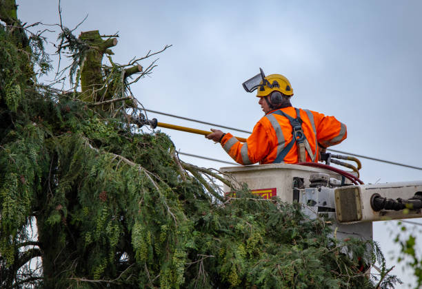 Best Tree Risk Assessment  in Sault Ste Marie, MI